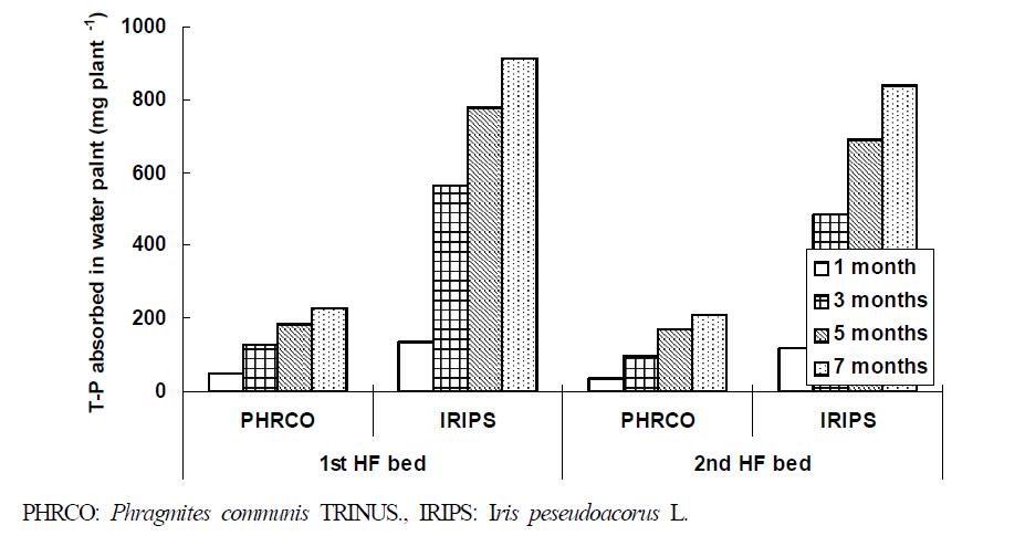 Amount of T-P absorbed by water plant at months after hydroponic wastewater treatment in hydroponic wastewater treatment plant.