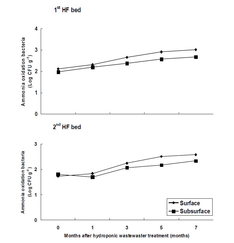 Variation of ammonia oxidation bacteria of filter media at months after hydroponic wastewater treatment in hydroponic