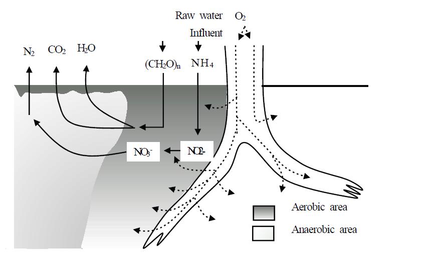 Nitrification and denitrification of root space