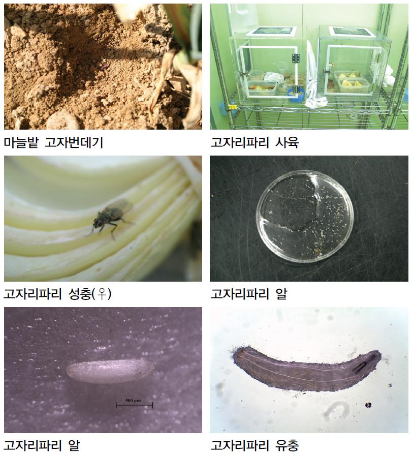 고자리파리의 실험실 내 사육.