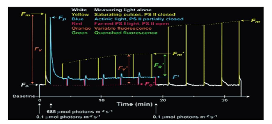 FluorCam window showing a resulting of induction experiment mesured in PAM-mode.