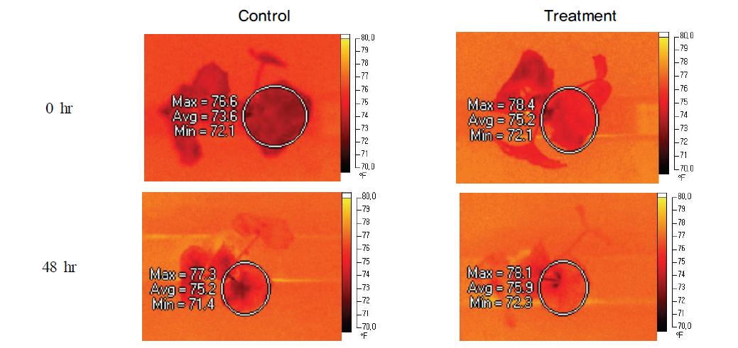 Thermal infrared image of cucumber.