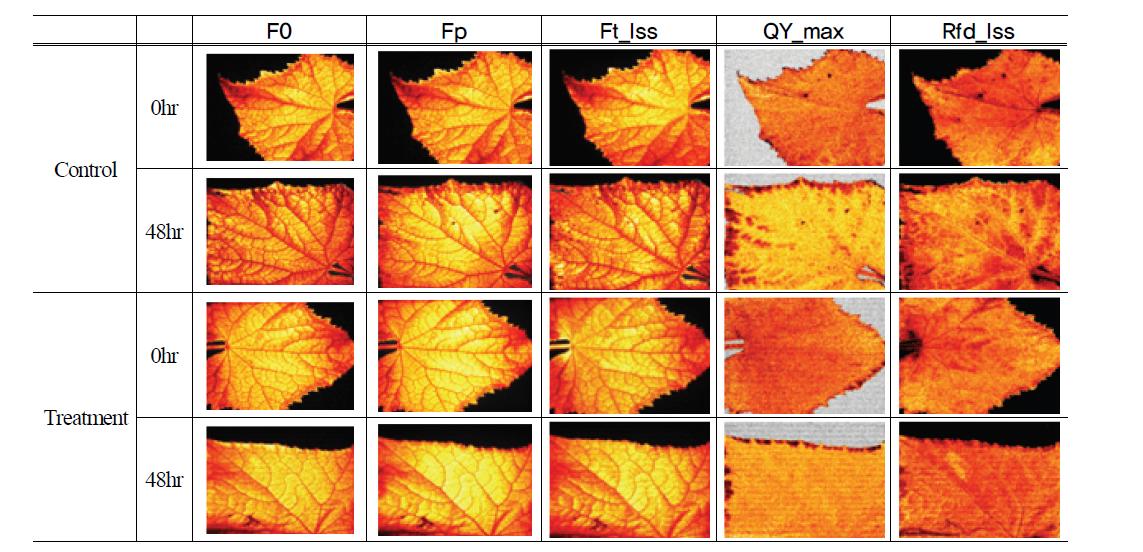 Chlorophyll fluorescence response in cucumber treated with control and Yellow dust.