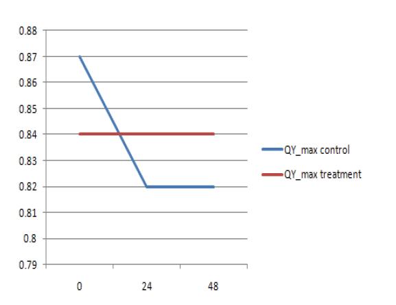 Chlorophyll fluorescence response in cucumber