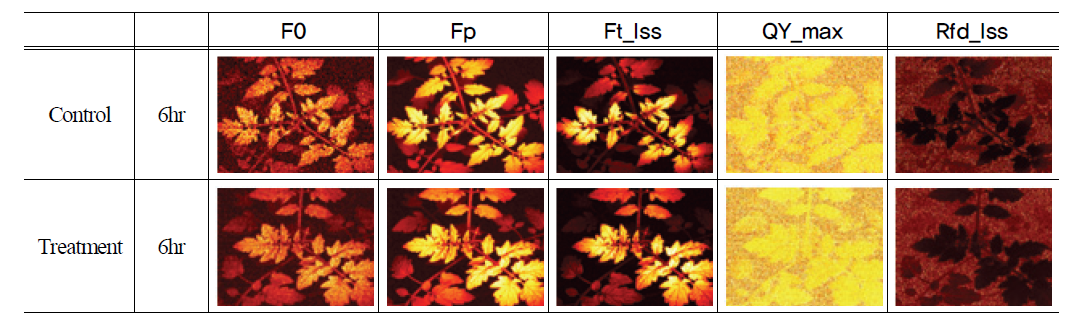 Changing in chlorophyll fluorescence image of tamato.