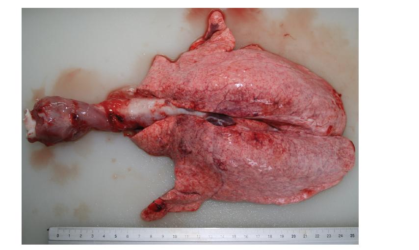 Lung, pig exposed experimentally with artificial yellow sand for 6 hours.