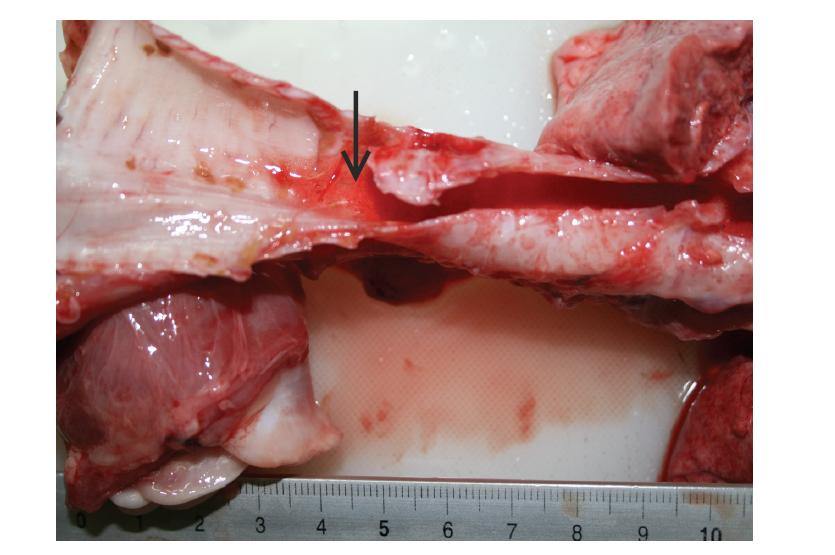 Lung, pig exposed expreimentally with artificial yellow sand for 6 hours.