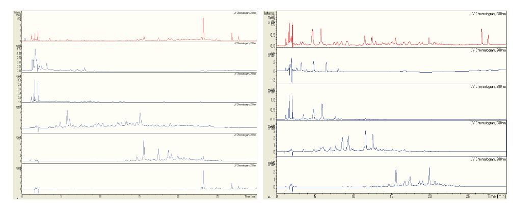 참깨 추출물 (FS-0, 왼쪽 첫번째 크로마토그램) 및 분획(FS-1,2,3,4 왼쪽 두번째-다 섯번째 크로마토그램), 검은깨 추출물 (BBS-0, 오른쪽 첫번째 크로마토그램) 및 분획(BBS-1,2,3,4,5 오른쪽 두번째-여섯번째 크로마토그램) HPLC 크로마토그램.
