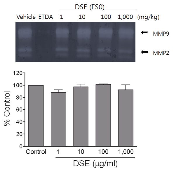 참깨 추출물의 in vitro zymography assay를 통한 MMP 2, 9 억제효과.