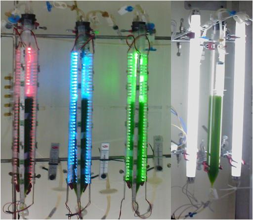Photograph of different colored LEDs(light emitting diodes) experiment for increasing CO2 fixation rate by C.vulgaris.
