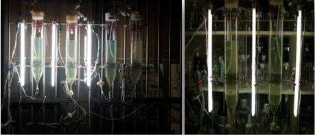 Photographs of 2 L bubble column photobioreactor installed at indoor(right) and outdoor(left).
