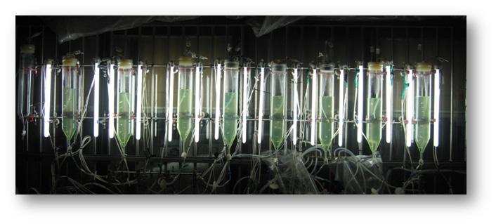 Photograph of 2 L bubble column photobioreactorinstalled at outdoor.