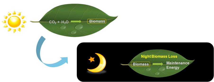 Night biomass loss