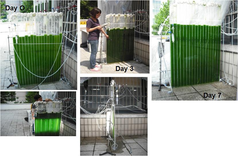 Plate type PBRs for semi-continuous cultivation.