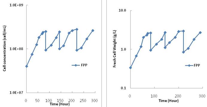 Cell concentration and fresh cell weight during the experimentalperiod with semi-continuous PBR.