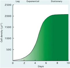 Typical growth curve of microalgae.