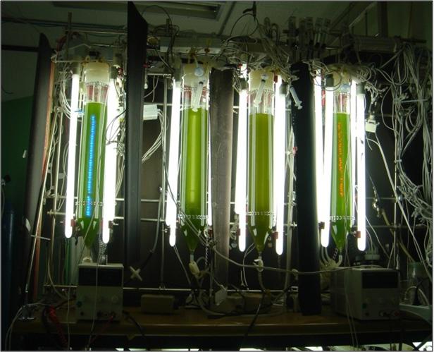 2 L bubble column photobioreactor installedin the controlled laboratory.