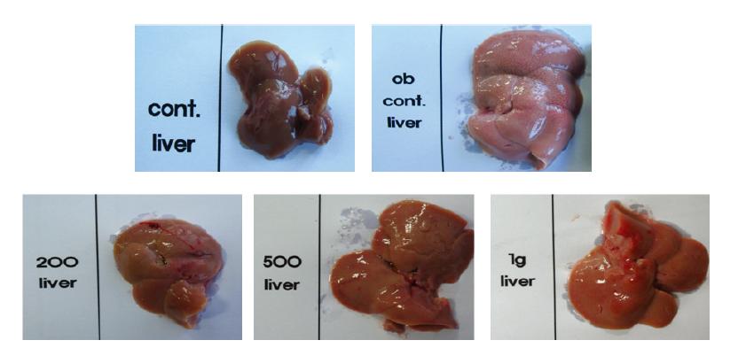 Tissue appearance of liver from wild type and ob/ob mice fed fermentedtumeric 80% EtOH extract for 9 weeks.