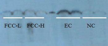 Western blot analysis of CYP2E1 in mouse liver microsome.