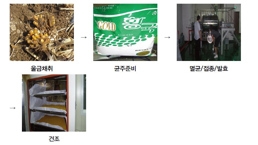 황국균을 이용한 발효울금의 제조 과정.