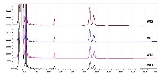 최적 온도조건(160℃) 하에서의 스크루 속도 변화에 따른 압출 성형 당귀분말 간 decursin (RT 30.6min)과 decursinol angelate (RT 32.2min) 함량분석 크로마토그램 WC, 원재료(조파쇄 분말); W10, 스크루속도 200rpm; W11, 스크루 속도 300rpm; W12, 스크루 속도 400rpm.