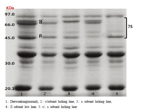 SDS-PAGE patterns of 7S seed protein subunits.