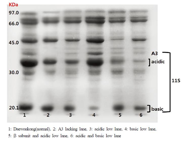 SDS-PAGE patterns of 11S seed protein subunits.