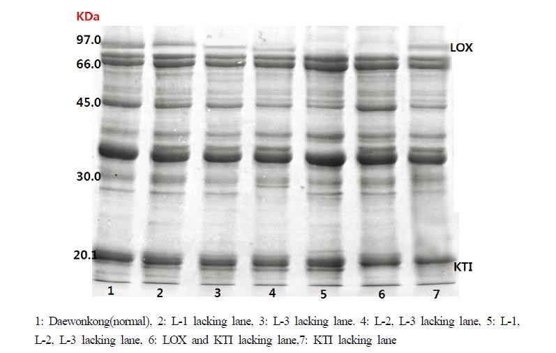 SDS-PAGE patterns of soybean lipoxygenase(LOX) and Kunitz trypsin inhibitor(KTI).