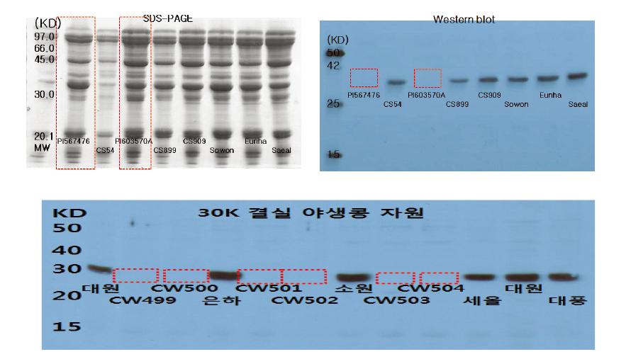 SDS-PAGE protein profile and Western blot analysis of Gly m bd 30K in soybean germplasm.