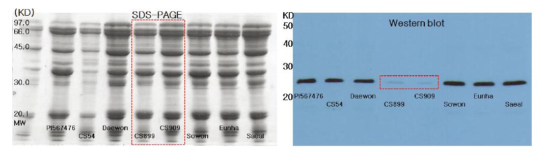 SDS-PAGE protein profile and Western blot analysis of Gly m bd 28K in soybean germplasm.