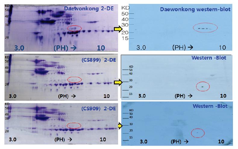 Two-dimensional protein analysis and Western blot analysis of control and low lines of Gly m Bd 28K.