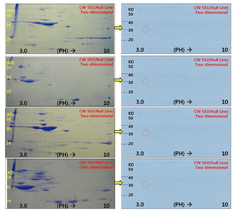 Gly m bd 30K allergen 함유자원(Daewonkong)과 결실자원의 이차원전기영동 및 western-blot의 결과.