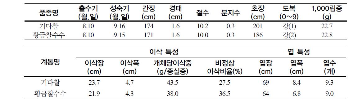 기다찰의 생육 및 이삭 특성