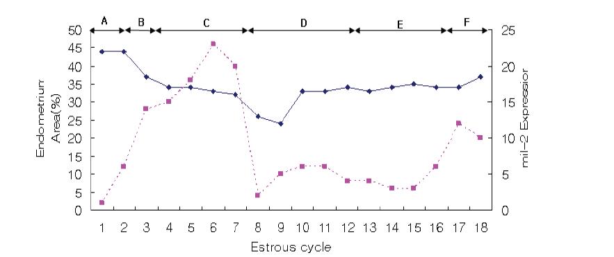 발정주기에 따른 Endometrium의 면적과 IFITM-1 expression의 비교.