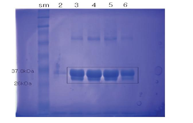 Expression of GST-IFITM1 Fusion protein; GST-IFITM1 protein: GST(27kDa)+IFITM1 N-terminal (5.5kDa)=32.5kDa.