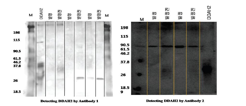DDAH2 항체와 membrane based 모니터링 방법을 이용한 발정과 발정전의 DDAH2 단백질 검출.
