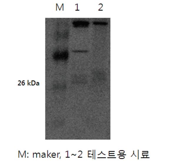 점액에서 채취 및 속성 정제한 단백질을 이용한 DDAH2 검출 실험.