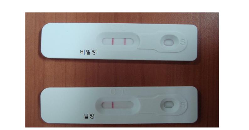 발정진단 kit 시제품을 이용한 발정진단.