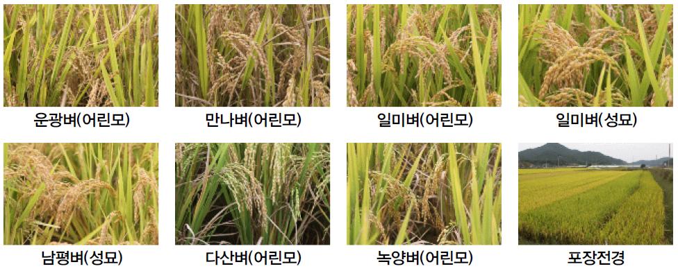 성숙기의 벼 품종별 생육(2009. 8.29).
