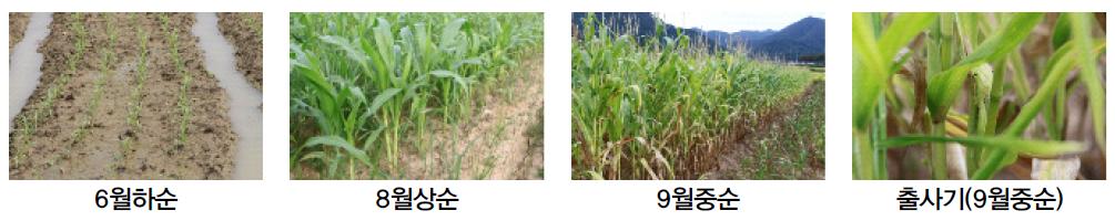 옥수수의 생육모습(2009년도)