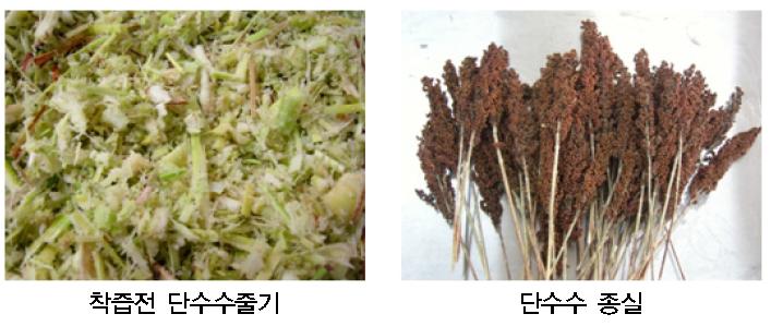 단수수 사진.