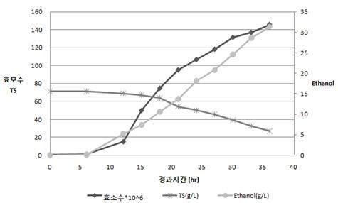 단수수 착즙액 주모배양.