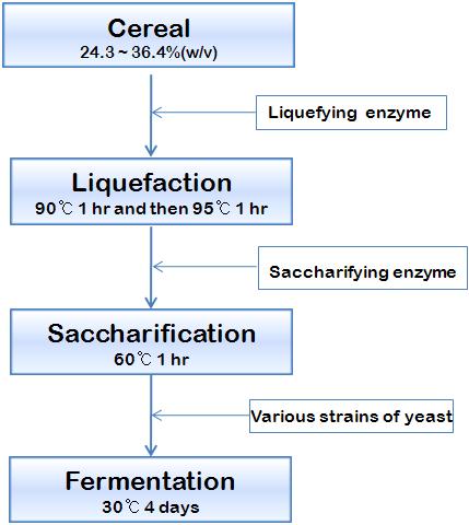 본 실험에 사용한 액화, 당화 및 발효 과정