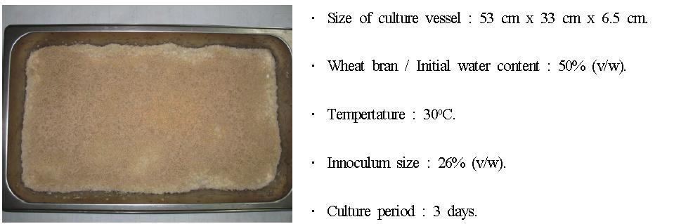 Solid-state culture of fungal strain A producing enzyme.