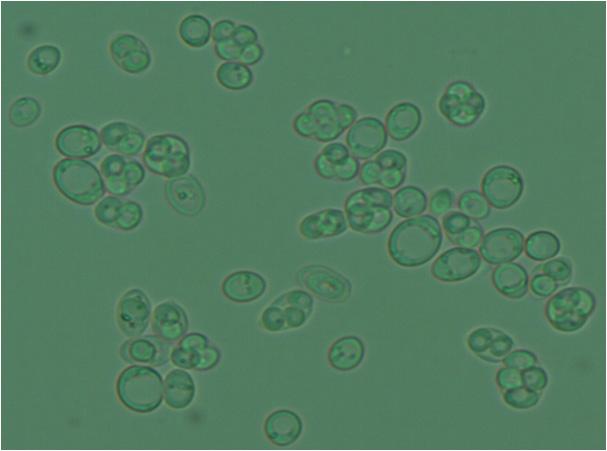 Ascus containing 4 haploid-ascosporesof Saccharomyces cerevisiae.