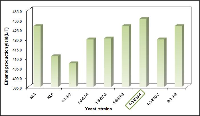 Ethanol production-yield by auxotrophic haploid mutantstrain of KL5, RD mutant strain of KL6, and their hybrids from corn.