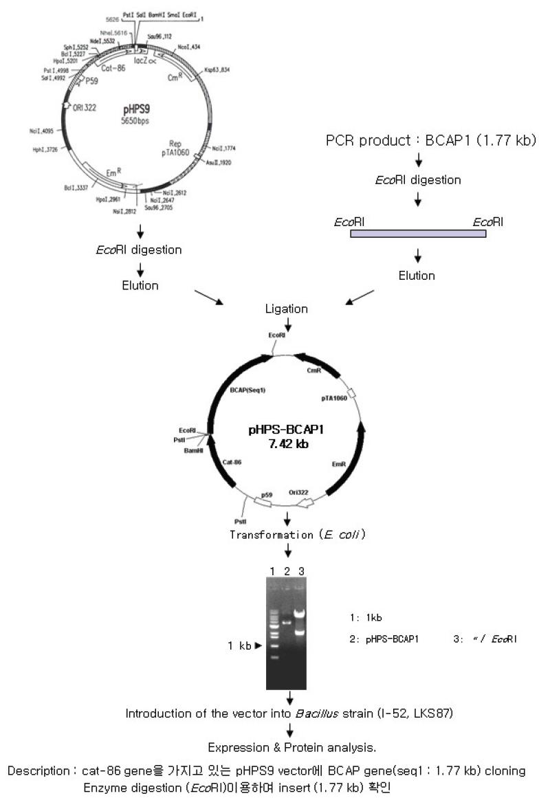 Cloning Strategy of the BCAP1 gene into conventional Bacillusvector, pHPS 9.