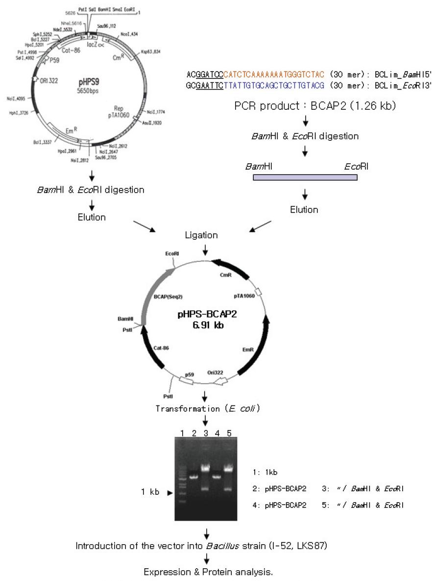 Cloning Strategy of the BCAP2 gene into conventional Bacillus vector, pHPS9.