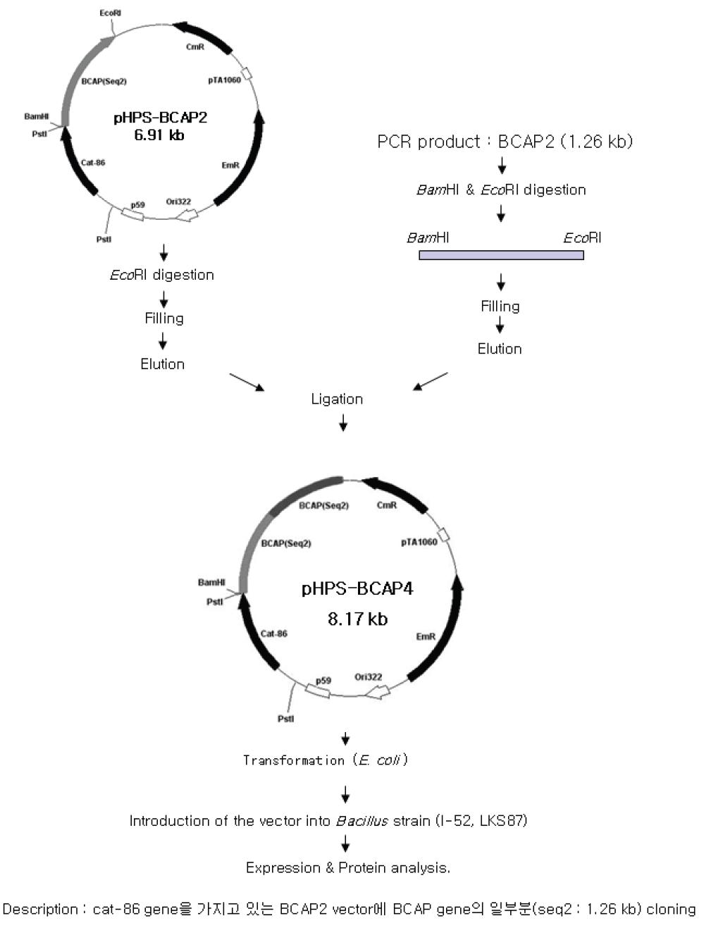 Construction of the pHPS-BCAP4 by insertion of BCAP2 gene in pHPS-BCAP2 vector.