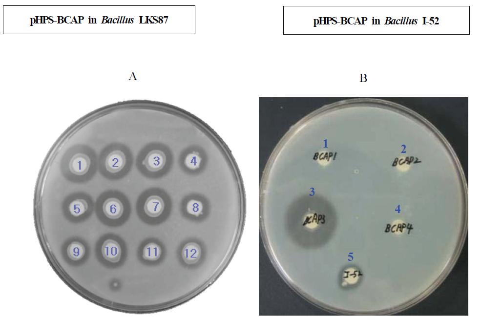 Protease activity of pHPS-BCAP in Bacillus LKS87 & I-52.